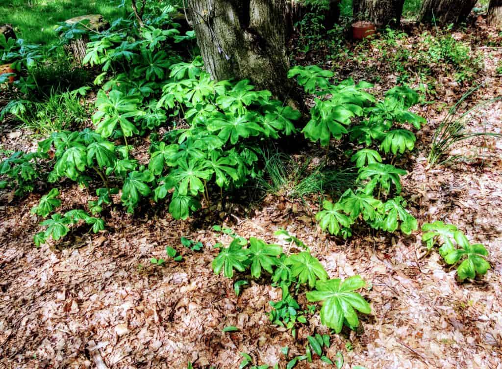 Mayapples around New Providence