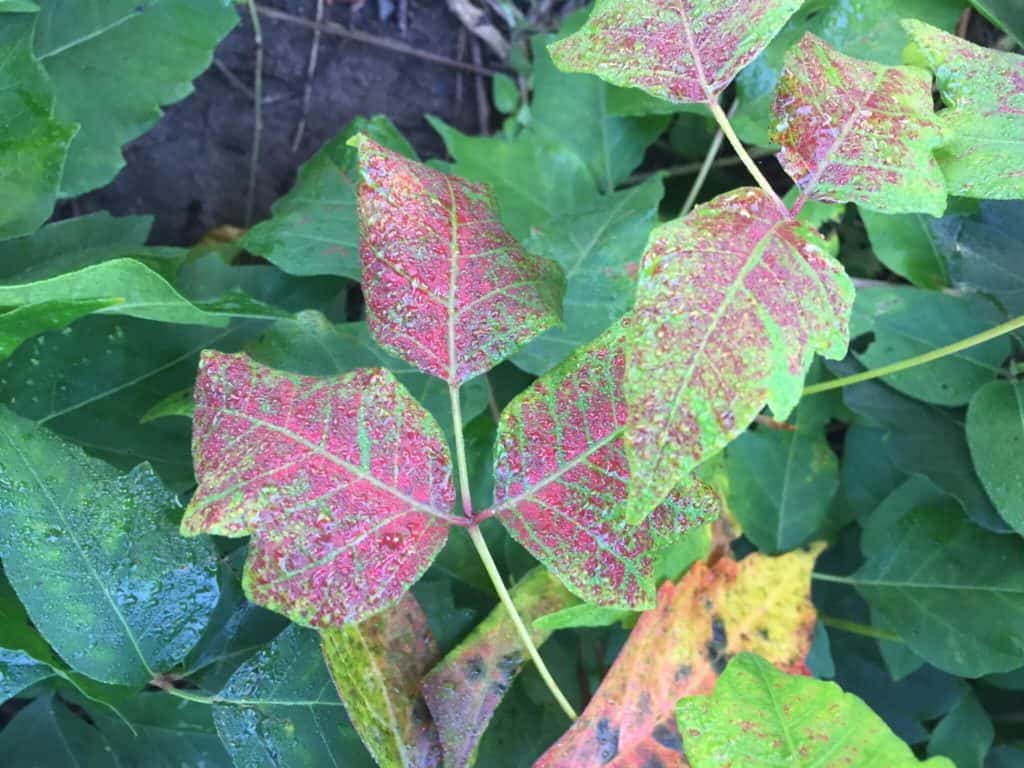 Poison Ivy in Fall