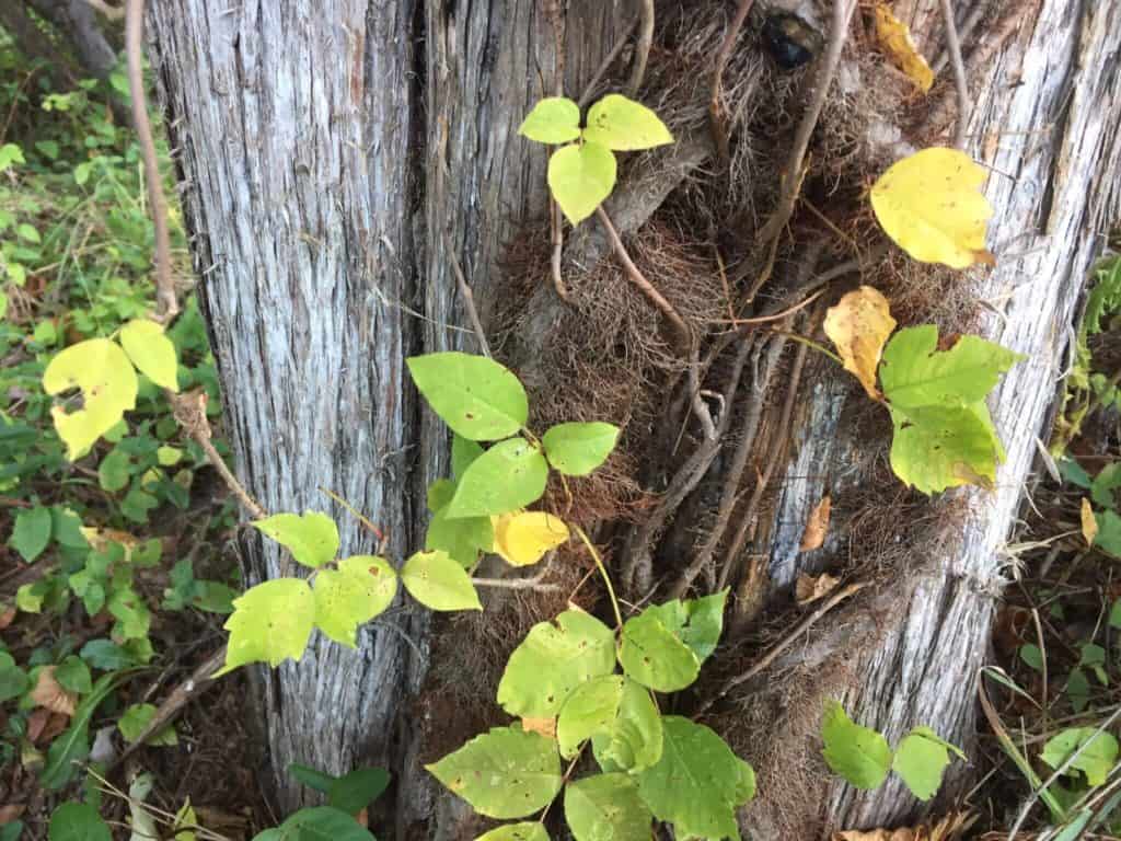 Poison Ivy vine looks like a hairy rope, hence the saying "Hairy rope, don't be a dope."
