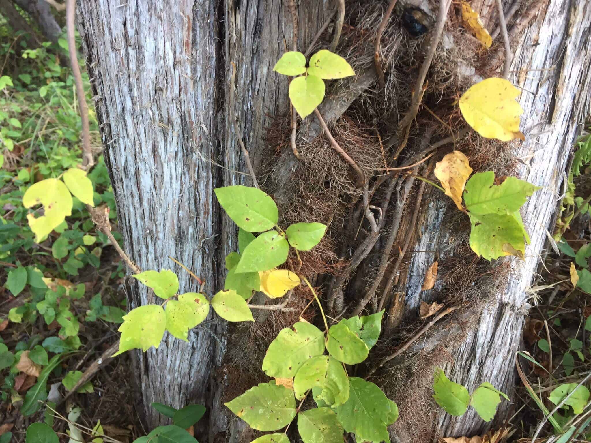 Poison Ivy On Your Way To School In New Providence